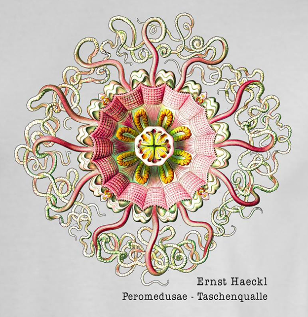 Haeckl – Peromedusae Taschenqualle